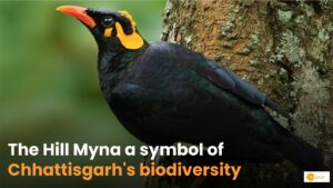 Read more about the article Hill Myna: क्या है छत्तीसगढ़ का राजकीय पक्षी और ये कहां पाया जाता है?