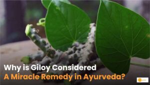 Read more about the article Medicinal Use of Giloy: किन बीमारियों में रामबाण मानी गई है गिलोय?