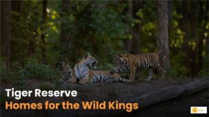 Read more about the article Tiger Reserve: Tiger Reserve is Important for Conservation