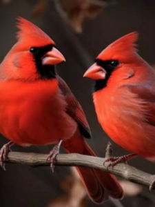 Read more about the article इस पक्षी को क्यों कहते हैं ‘क्रिसमस बर्ड’?