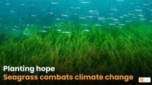 Read more about the article Seagrass best carbon sinks on Earth. How?