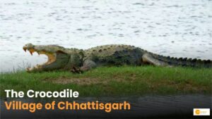 Read more about the article Specialty of Kotmi Sonar Crocodile Park: छत्तीसगढ़ का सबसे बड़ा क्रोकोडाइल पार्क