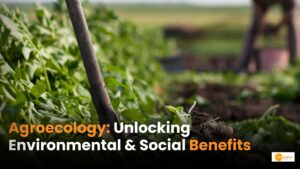 Read more about the article Sustainability in Action: Agroecology for health of people and planet