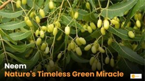 Read more about the article Neem Benefits: नीम के हैं कई फायदे, इस तरह से कर सकते हैं इस्तेमाल!