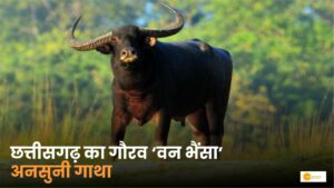 Read more about the article Wild Buffalo: छत्तीसगढ़ के राजकीय पशु को कैसे किया जा रहा है संरक्षित?