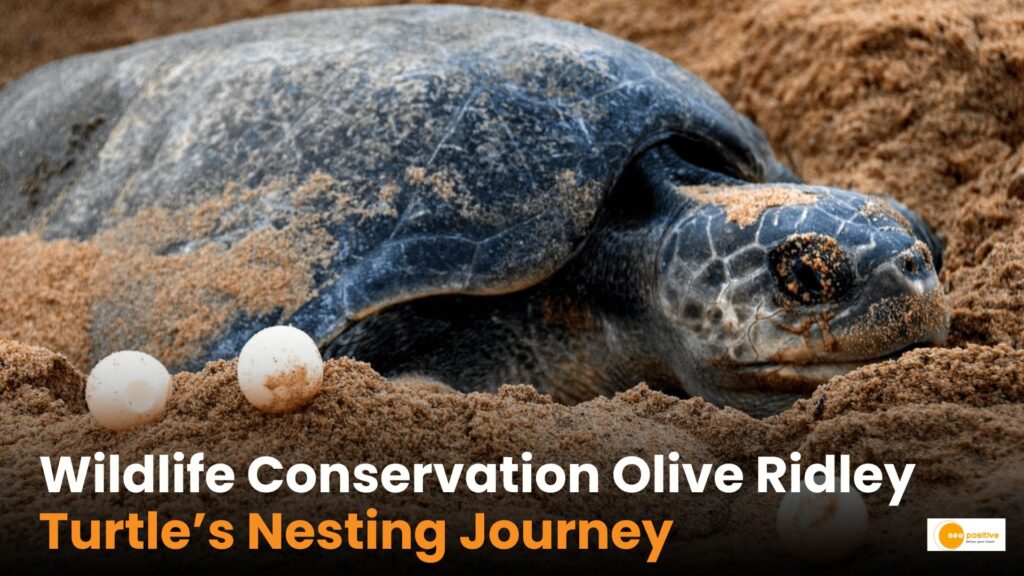 Mass nesting of olive ridley turtles. A conservation success.