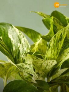 Read more about the article GROW YOUR OWN NO SOIL PLANTS