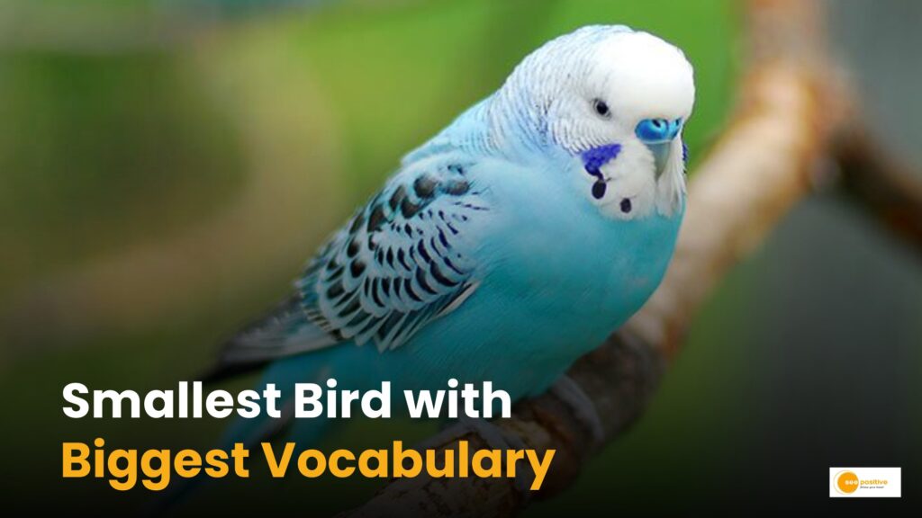 World Record Holder Puck the Budgie. Know how he spoke 1,728 words?