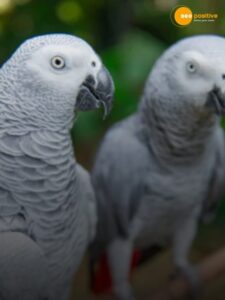 Read more about the article Memory of 1,728 words. Meet the World’s Wordiest Birds in history.