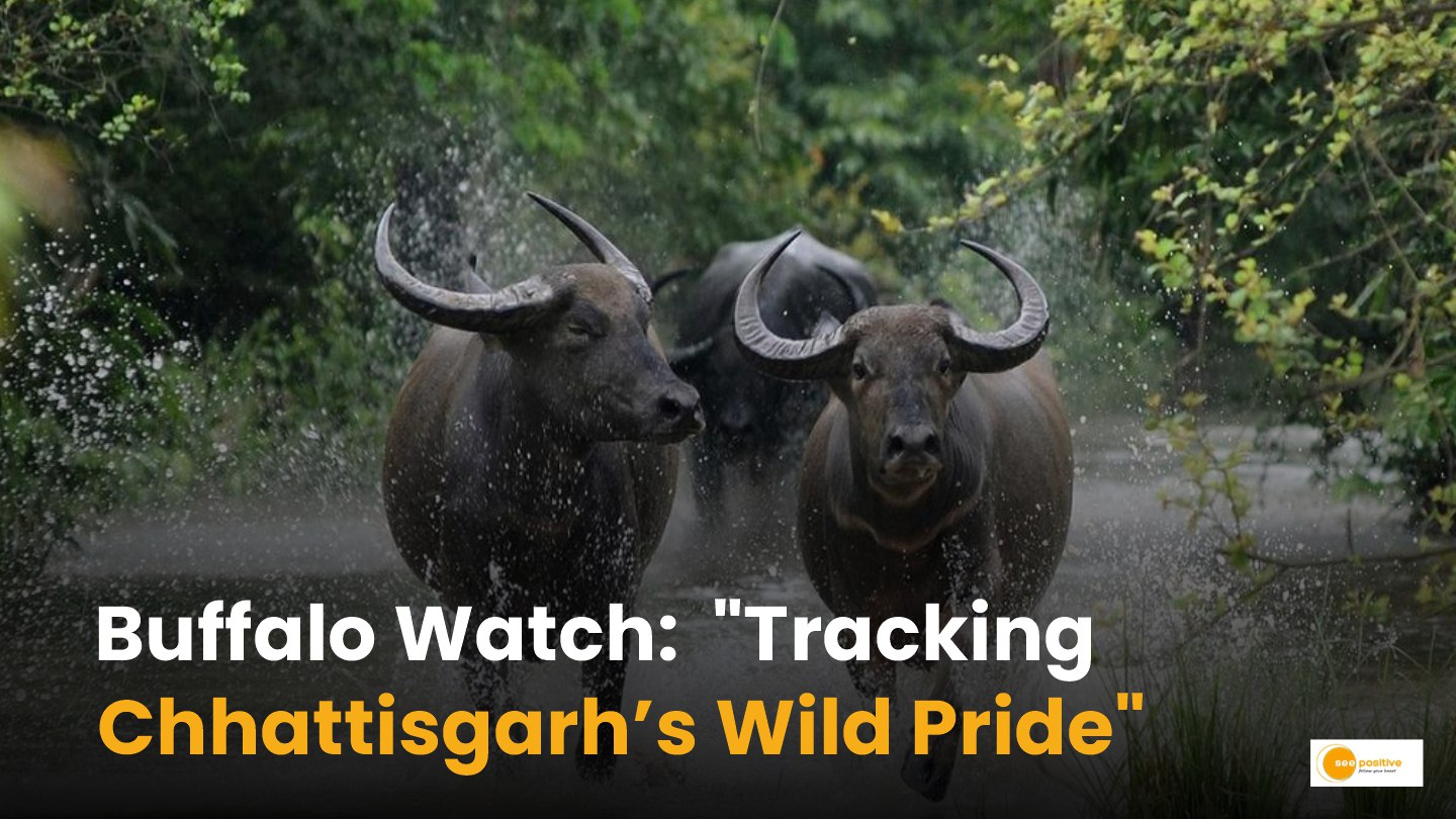 Wild Buffalo