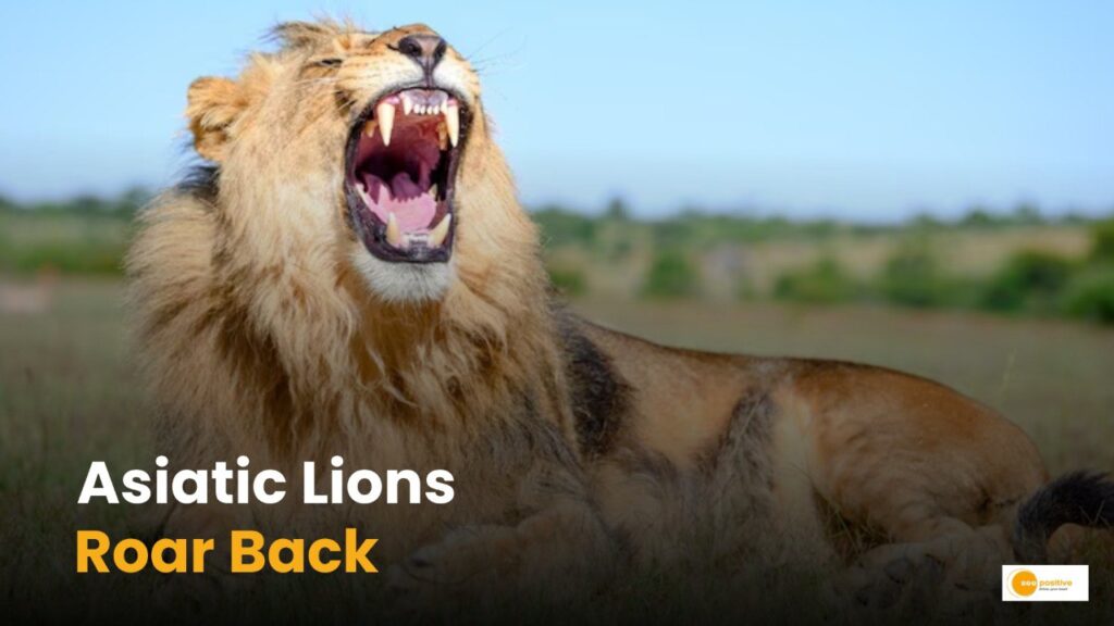 Asiatic Lion Population in Gujarat Reaches 891. How Gujarat Became a Sanctuary for Survival?