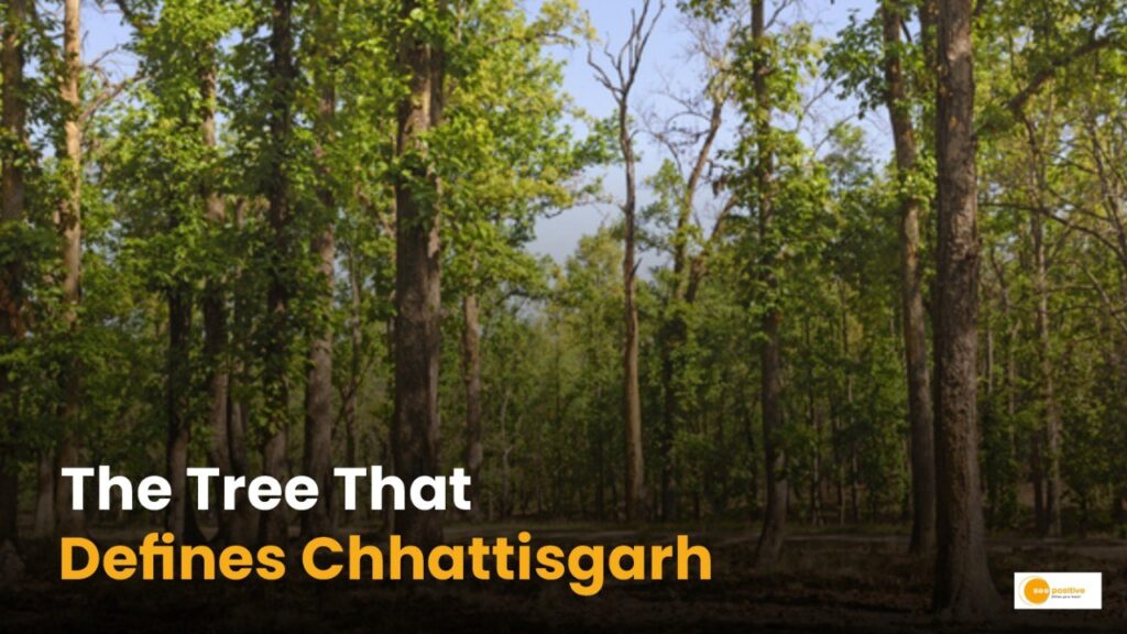 Chhattisgarh’s State Tree