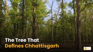 Read more about the article Chhattisgarh’s State Tree: क्या है छत्तीसगढ़ का राज्य वृक्ष?