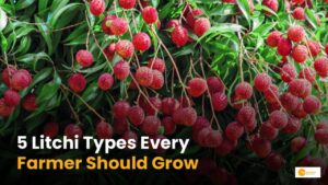 Read more about the article Lichi Farming: लीची की ये 5 किस्में किसानों को देगी अच्छी फसल!