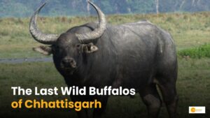 Read more about the article Wild Buffalo: छत्तीसगढ़ में कितनी है राजकीय पशु वन भैंसों की संख्या?