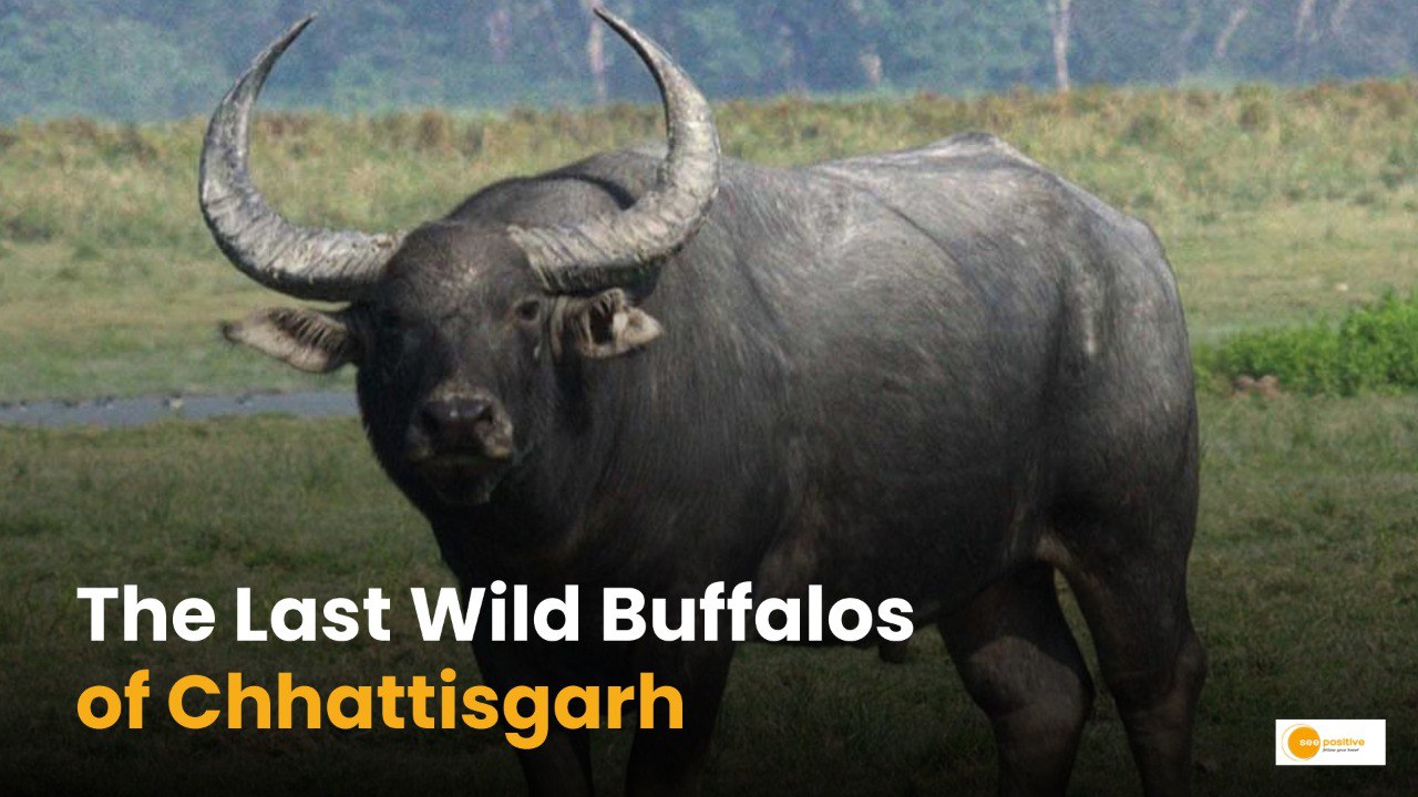 Wild Buffalo