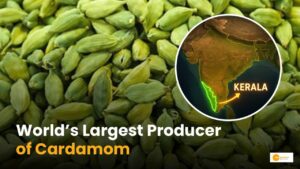 Read more about the article Cardamom Production: दुनिया में कहां होती है सबसे ज्यादा इलायची?