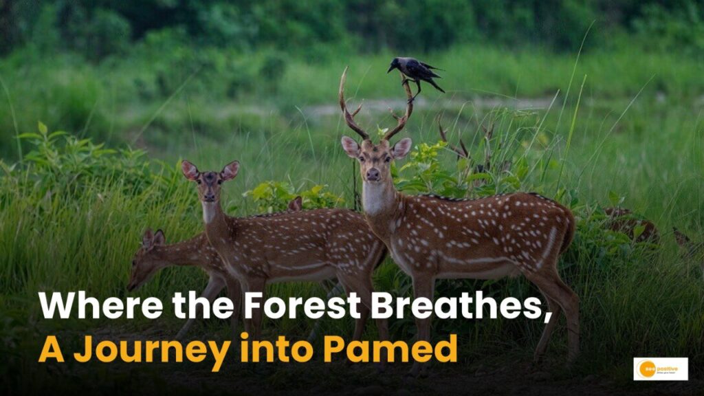 Pamed Wildlife Sanctuary: कहां है छत्तीसगढ़ का अद्भुत वन्यजीव संसार?
