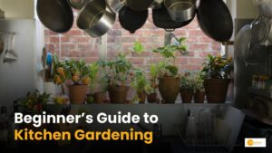 Read more about the article How to Start a Kitchen Garden on Your Terrace: A Step-by-Step Guide