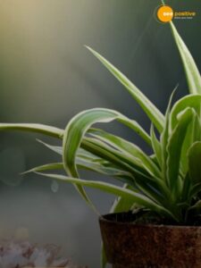 Read more about the article Avoid overwatering. Plant Care Tips for Monsoon you should know.