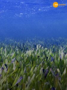 Read more about the article Why Saving Seagrass Means Saving the Planet?