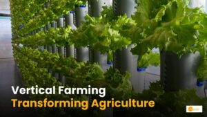Read more about the article How Vertical Farming is transforming the Future of Urban Agriculture