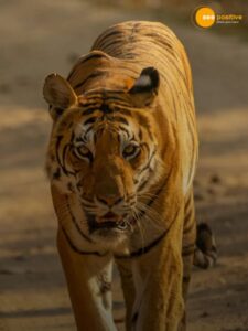 Read more about the article Legendary Tigers of India: Know Their Incredible Stories