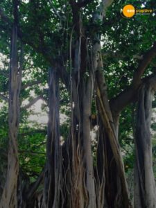 Read more about the article 5 Trees From the Ramayana That Still Stand Today