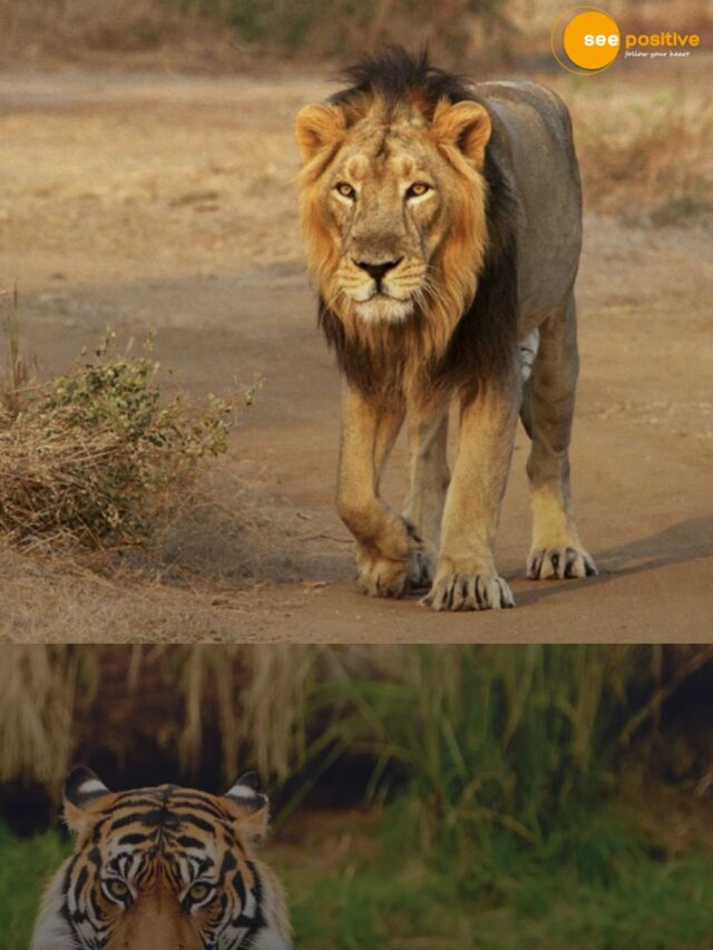India –the only country on planet where both lions and tigers live