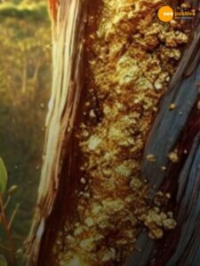 Read more about the article पेड़ों में उगता है सोना जानिए कैसे?