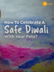 Read more about the article Explore how to Keep Your Pets Safe During Diwali