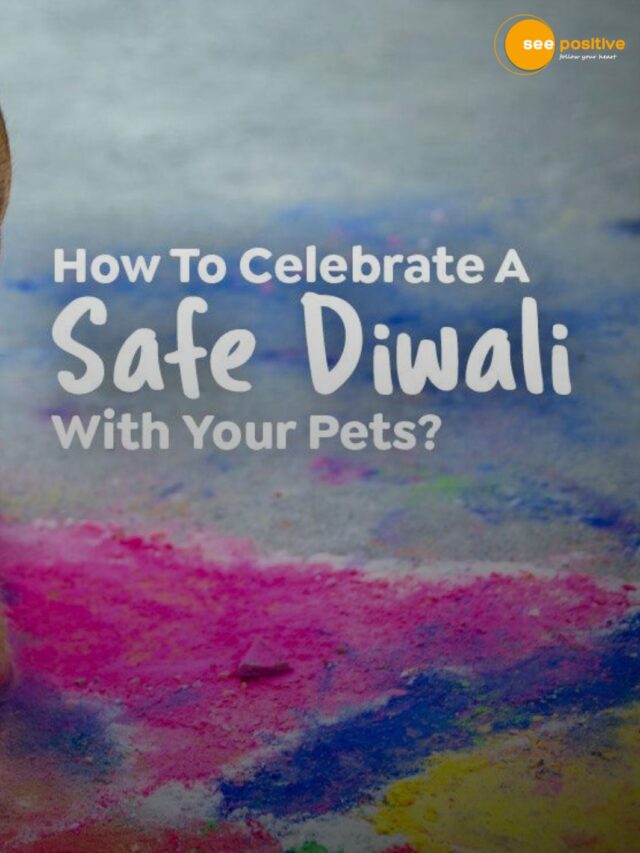 Explore how to Keep Your Pets Safe During Diwali