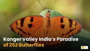Read more about the article Kanger Valley National Park: यहां पाई जाती हैं 252 तितली प्रजातियां!