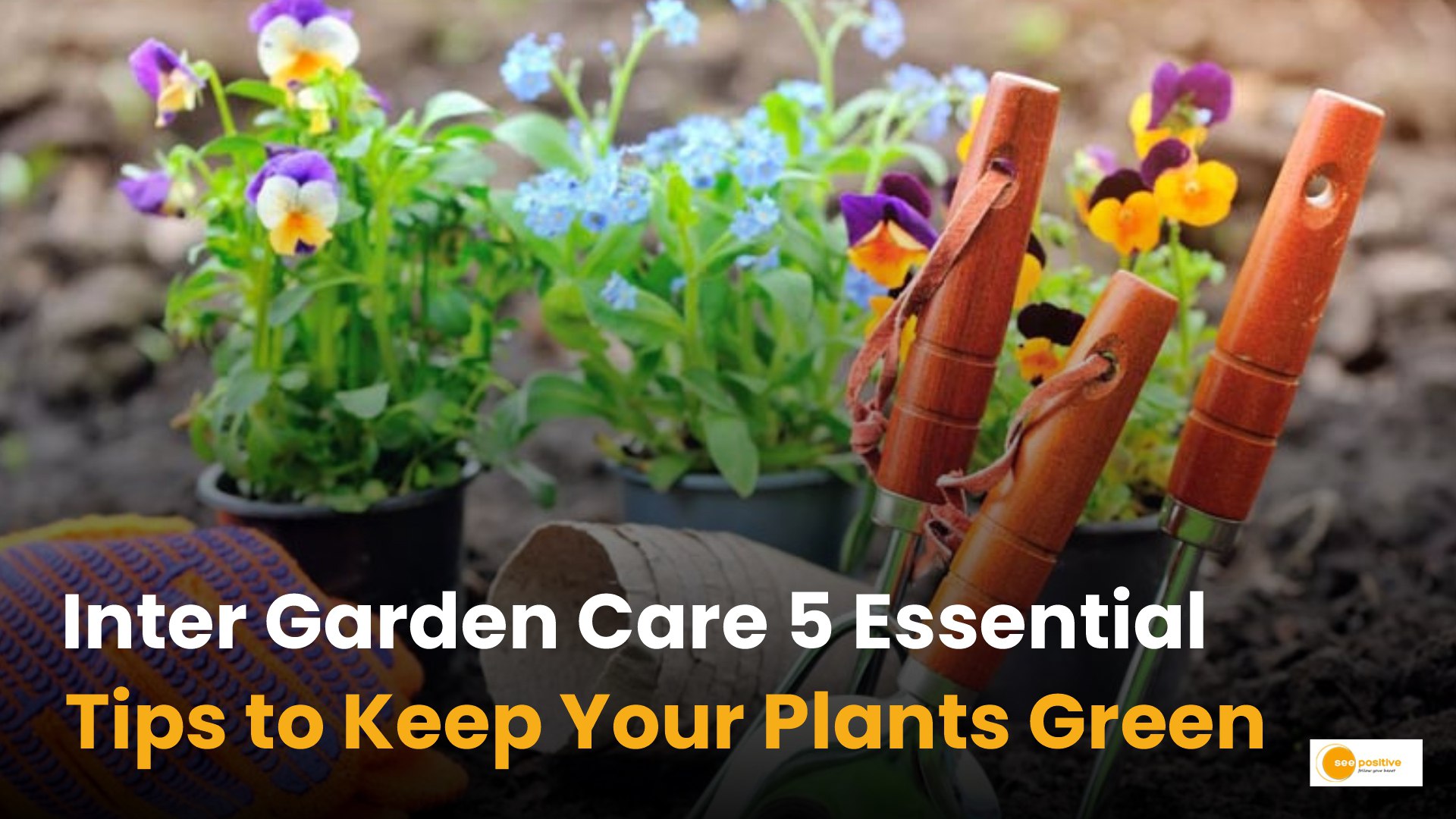 Winter Plant Care Tips