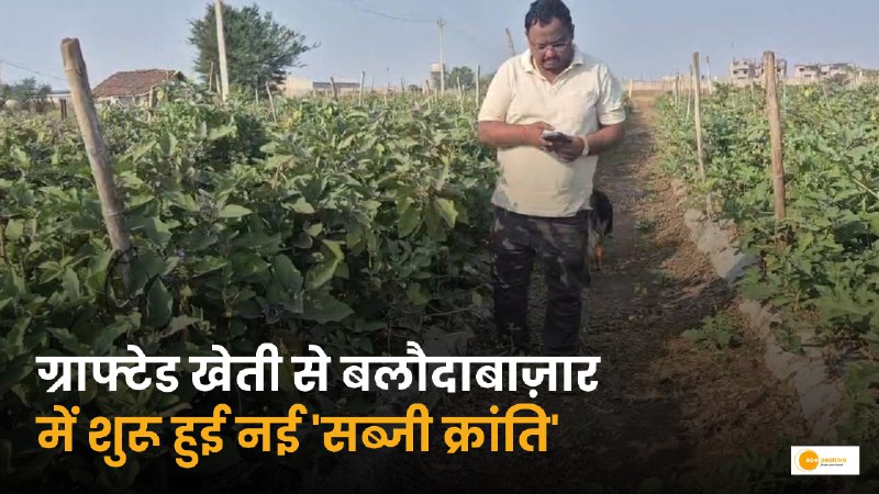 Grafted Brinjal Farming