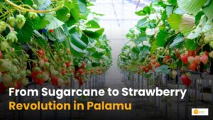 Read more about the article Palamu farmer success story: स्ट्रॉबेरी से किसान बना मालामाल!