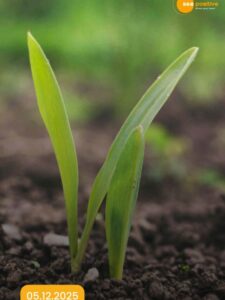 Read more about the article World Soil Day-Healthy Soil, Healthy Future