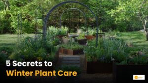 Read more about the article Plant Protection in winter: सर्दियों में कैसे करें पौधों की देखभाल?