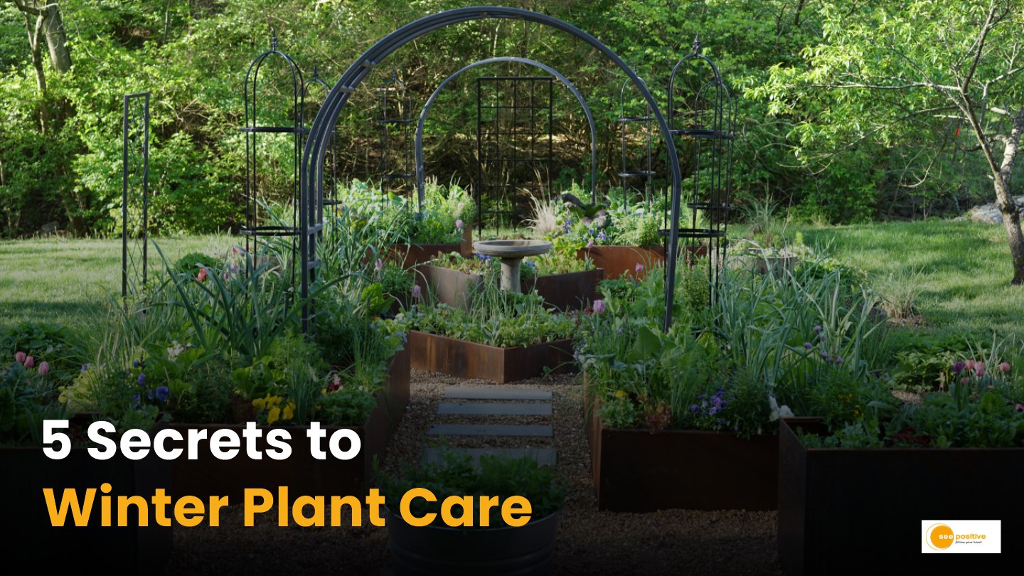 Plant Protection in winter