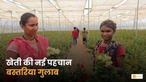 Read more about the article Rose Farming in Bastar: पूरे देश में फैल रही बस्तर के गुलाब की महक