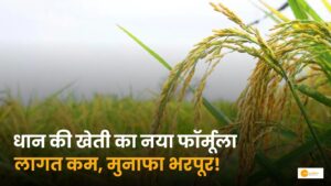 Read more about the article Paddy cultivation: धान की खेती कर रहे हैं तो ये तरीका होगा फायदेमंद!
