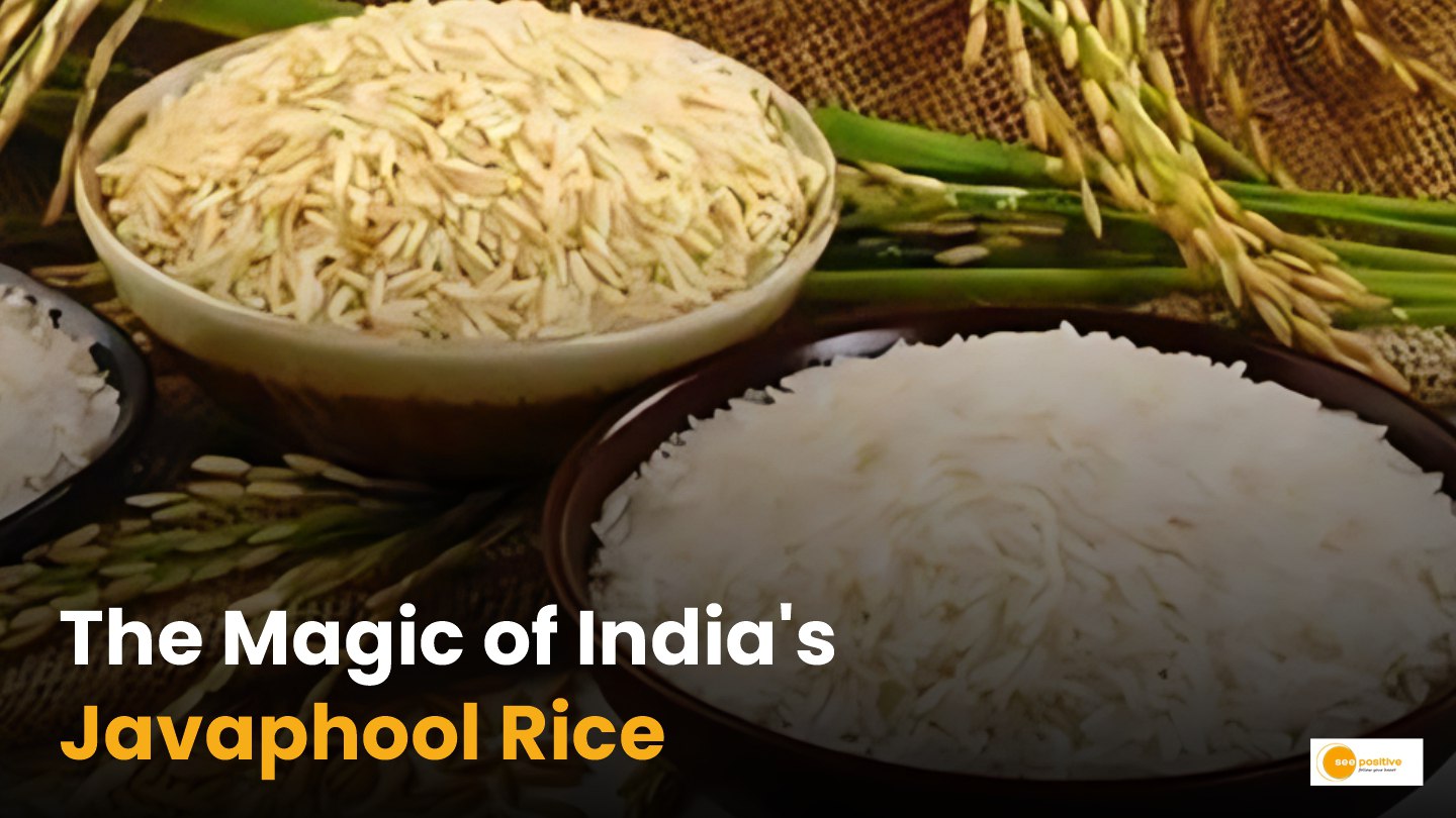 Specialty of Javaphool