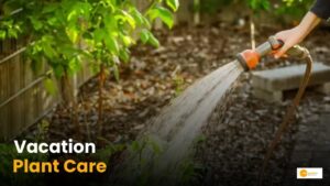 Read more about the article How To Keep Your Plants Alive When You’re Away?