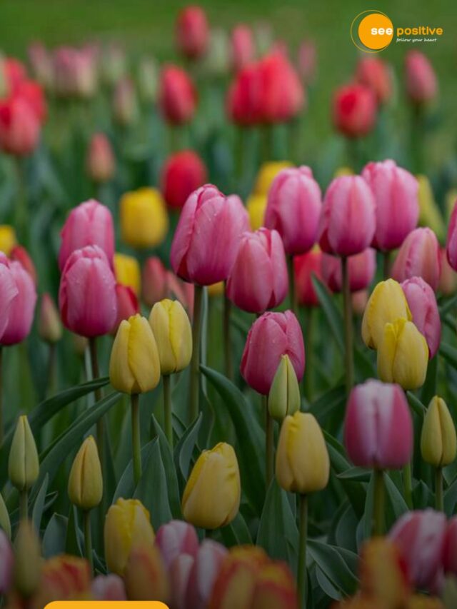 Tulips, Making the Bloom Last Longer!