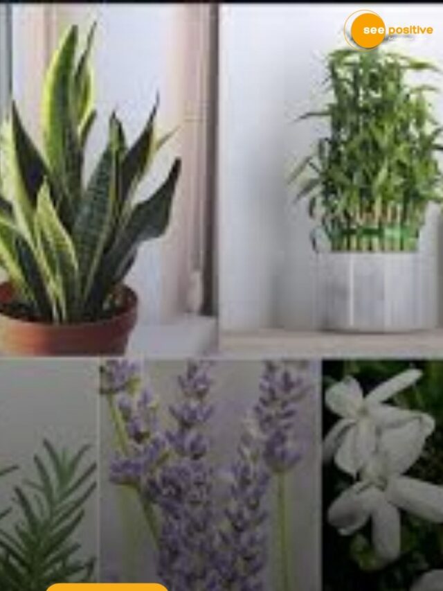 पॉजिटिव एनर्जी देते हैं ये पौधे!