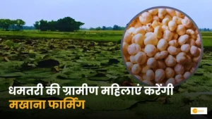Read more about the article Makhana Farming: छत्तीसगढ़ के  धमतरी की ग्रामीण महिलाओं की मिला आय बढ़ाने का नया जरिया