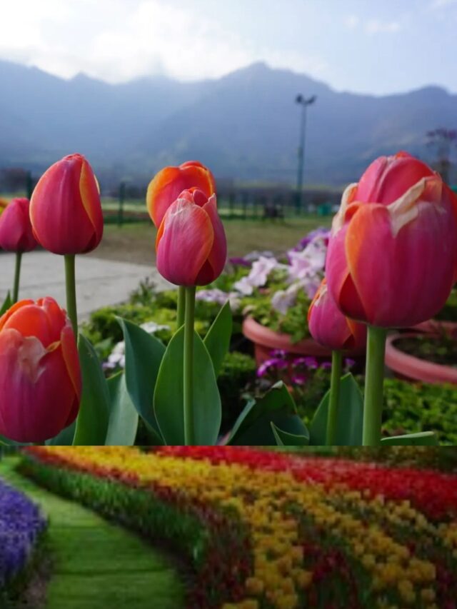 Srinagar Tulip Garden is Now Open: Facts About Asia’s Largest Tulip Garden