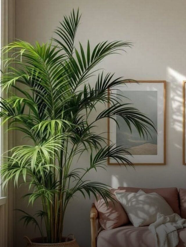10 Must Have Indoor plants you can add to your list for positivity and fresher air at home