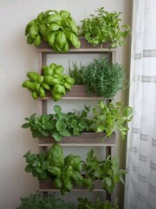 Read more about the article 5 Powerful Medicinal Plants You Can Grow at Home for Natural Healing