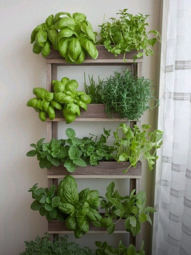 5 Powerful Medicinal Plants You Can Grow at Home for Natural Healing